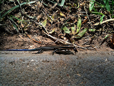 Five Lined Skink Eating a Fly